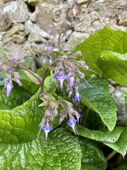 Trachystemon orientalis