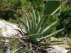 Agave aurea