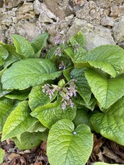Trachystemon orientalis