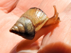 Conulinus