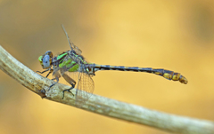 Ophiogomphus australis