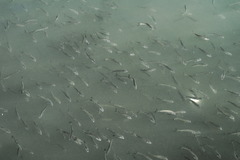 Pseudaspius hakonensis