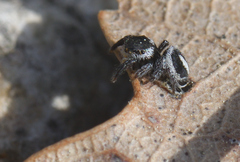 Pellenes geniculatus