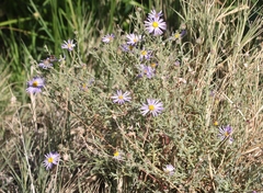 Leucosyris arida