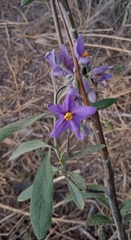 Solanum lanceolatum