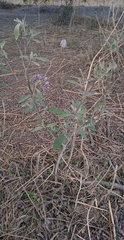 Solanum lanceolatum