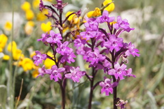 Orchis quadripunctata