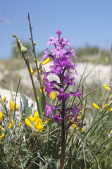 Orchis quadripunctata