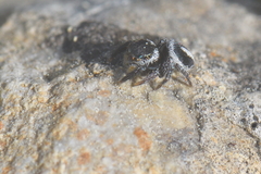 Pellenes geniculatus