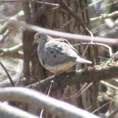 Zenaida macroura carolinensis