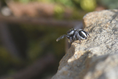 Pellenes geniculatus