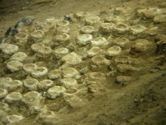 Leucocarbo chalconotus