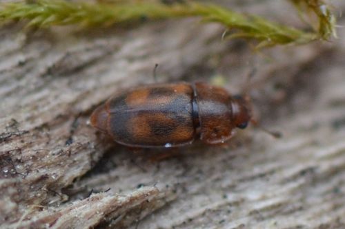 Epuraea unicolor