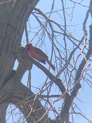 Cardinalis cardinalis