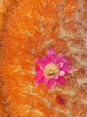 Melocactus zehntneri