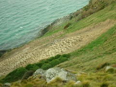 Leucocarbo chalconotus