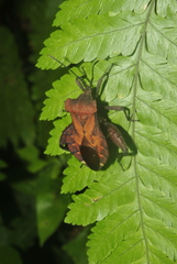 Piezogaster auriculatus