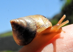 Conulinus