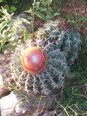 Melocactus zehntneri