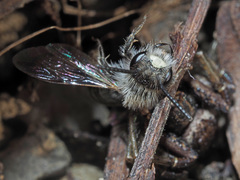 Andrena ventralis