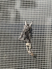 Pleromelloida