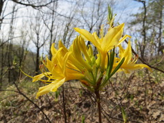 Rhododendron luteum