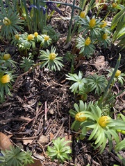 Eranthis