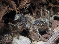 Andrena ventralis