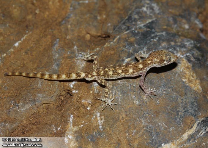 Algerian Sand Gecko