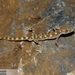 Algerian Sand Gecko - Photo (c) Omid Mozaffari, some rights reserved (CC BY-NC-SA)