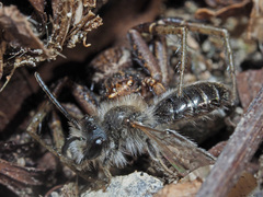 Andrena ventralis