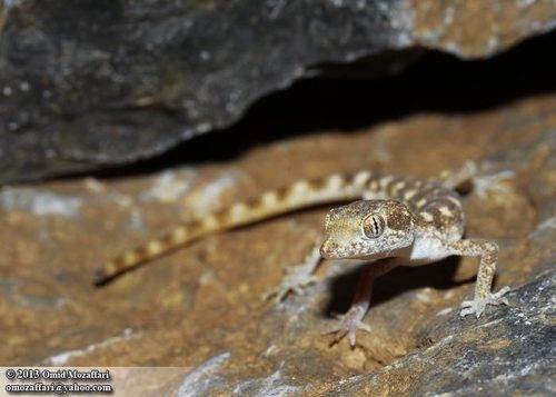 Algerian Sand Gecko