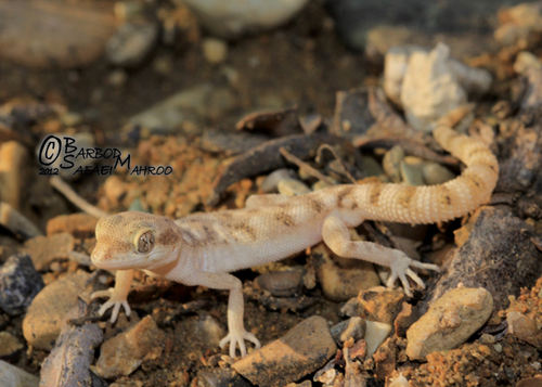 Algerian Sand Gecko