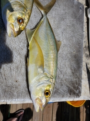 Caranx bartholomaei