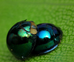 Steelblue Lady Beetle - Photo (c) James Niland, some rights reserved (CC BY)