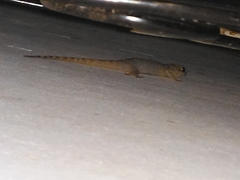 Phyllopezus pollicaris