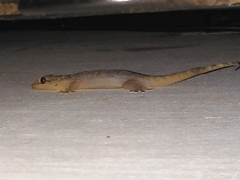 Phyllopezus pollicaris