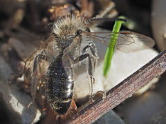 Andrena ventralis