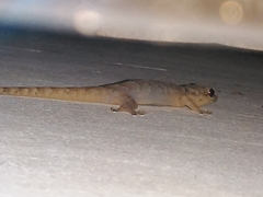 Phyllopezus pollicaris