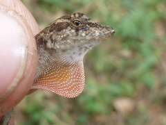 Anolis cupreus