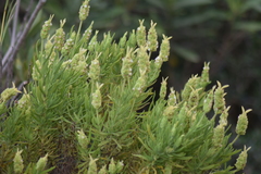 Lavandula viridis