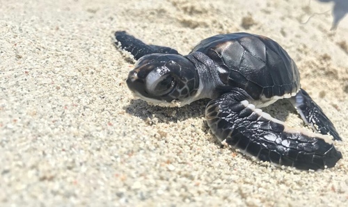 Turtle