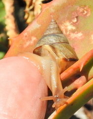 Conulinus