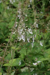 Equilabium laxiflorum