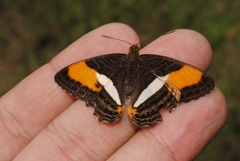 Adelpha cytherea