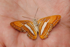 Adelpha cytherea