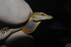 Anolis wellbornae