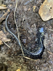 Plethodon ocmulgee