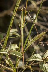 Pseudosermyle tridens