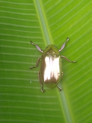 Chrysina